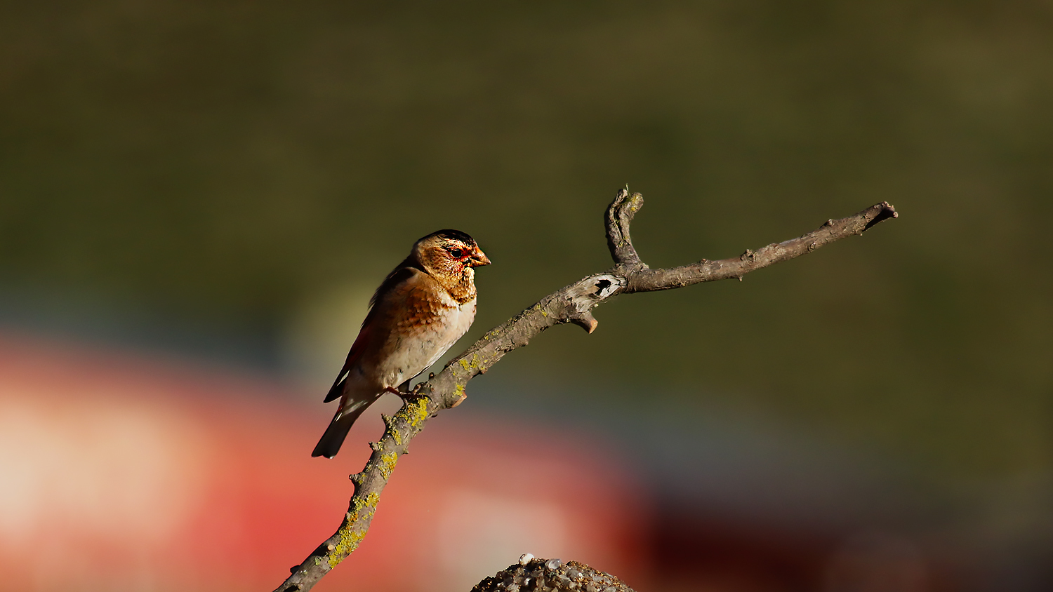 Crimson-winged Finch